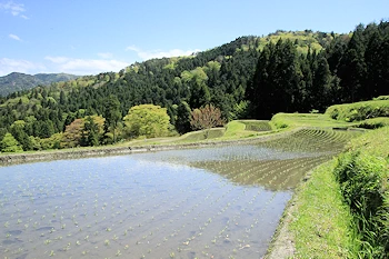 畑の棚田の画像