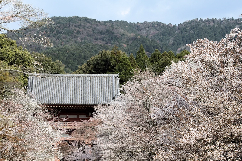 醍醐寺の風景