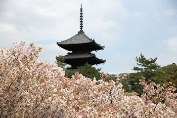 仁和寺の風景