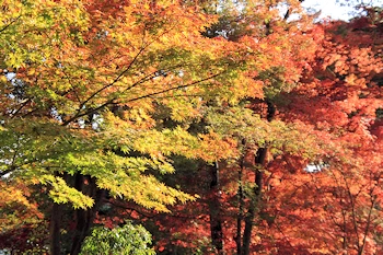 琴坂の紅葉３の風景