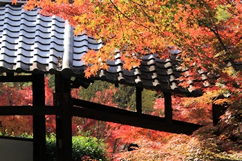 映える紅葉の風景