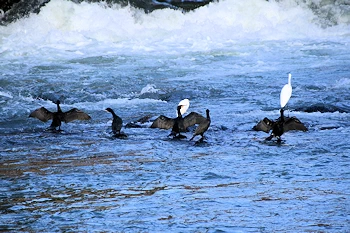 羽を休める鳥たちの風景