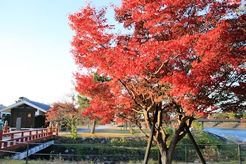 川沿いの紅葉の風景