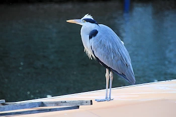 アオサギの風景