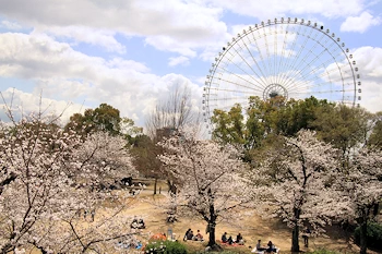 万博記念公園の画像