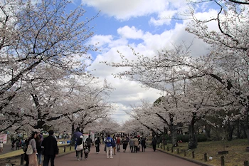 万博記念公園の風景