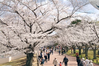 万博記念公園の風景