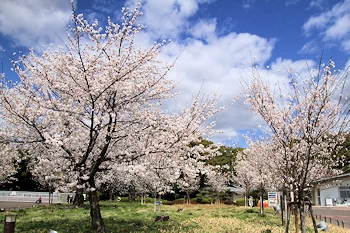 万博記念公園の風景