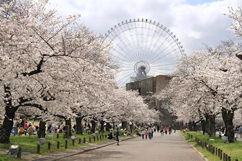 万博記念公園の風景