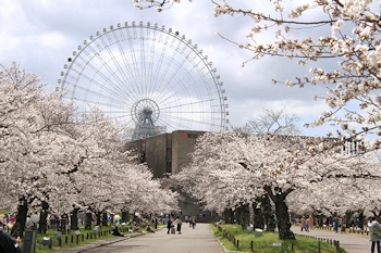 大阪ホイールの画像