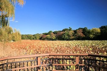 服部緑地の画像