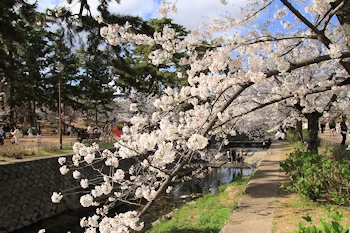夙川公園・夙川河川敷緑地の風景