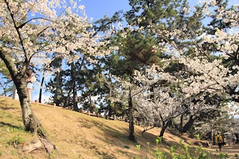 夙川公園・夙川河川敷緑地の風景