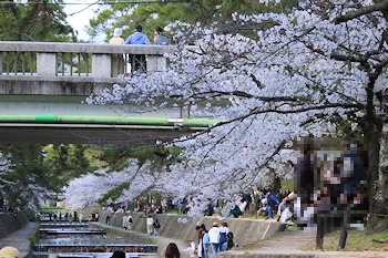 夙川公園・夙川河川敷緑地の風景