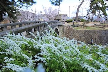 夙川公園・夙川河川敷緑地の風景