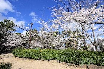 夙川公園・夙川河川敷緑地の風景