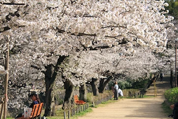 夙川公園・夙川河川敷緑地の風景