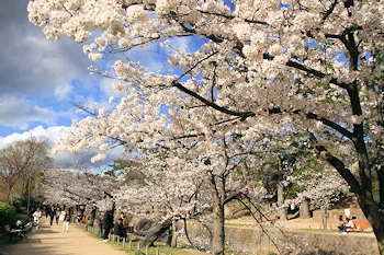 夙川公園・夙川河川敷緑地の風景
