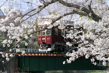 夙川公園・夙川河川敷緑地の風景