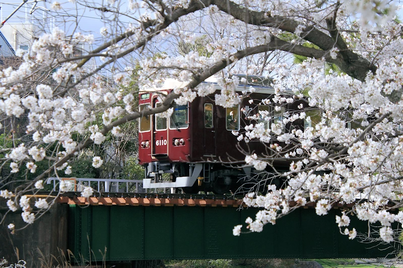 夙川公園・夙川河川敷緑地の風景