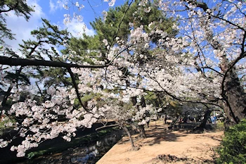 夙川公園・夙川河川敷緑地の風景
