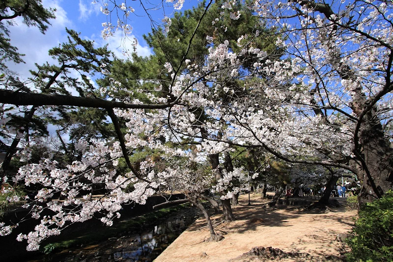 夙川公園・夙川河川敷緑地の風景