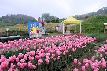 たかいちチューリップ園の画像