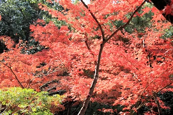 紅葉真っ盛りの風景
