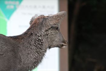 春日大社の風景