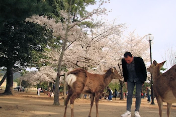 奈良公園登大路園地の風景