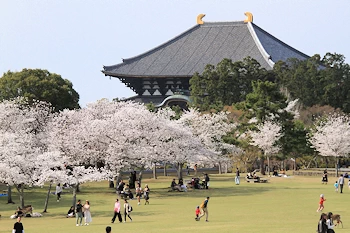奈良公園春日野園地の桜の風景