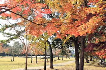 奈良公園春日野園地の紅葉の風景