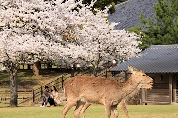シカさんと桜その2の風景