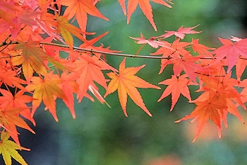 唐招提寺紅葉の風景
