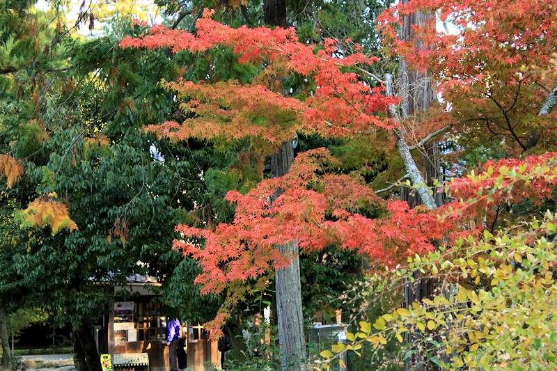 唐招提寺の風景