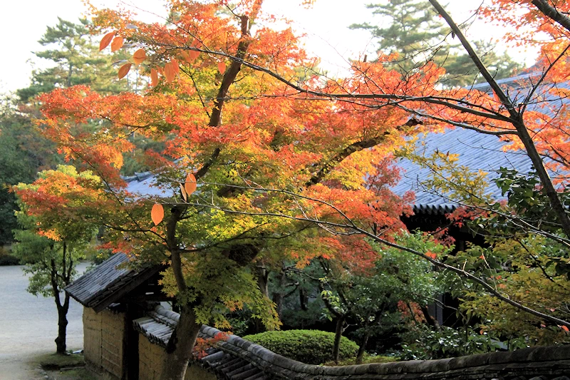 唐招提寺の風景