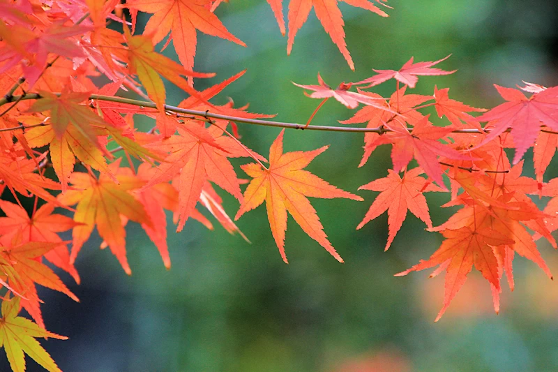 唐招提寺の風景