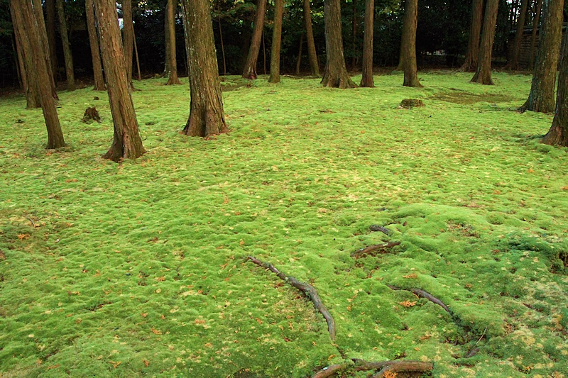 唐招提寺の風景