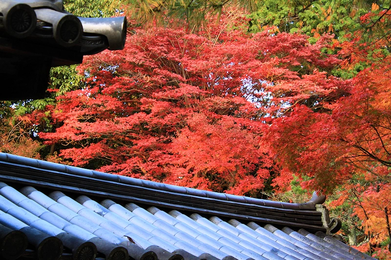唐招提寺の風景