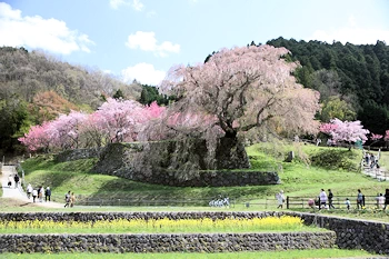 又兵衛桜の画像