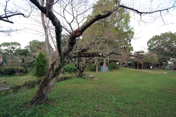 丸山公園の画像