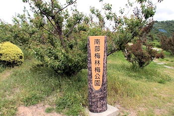 南部梅林梅公園の画像
