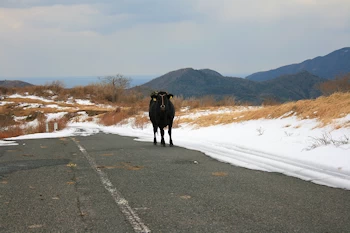 鬼舞スカイラインの画像