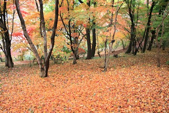 半田山植物園の画像