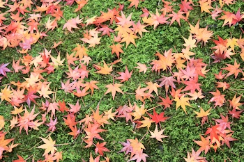 紅葉の絨毯の風景