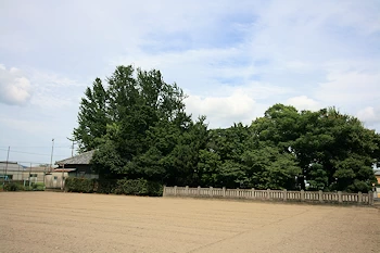 乳保神社のイチョウの画像