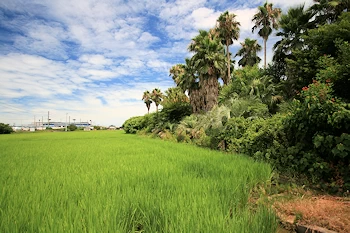 愛媛亜熱帯植物園の画像