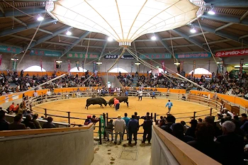 宇和島市営闘牛場の画像