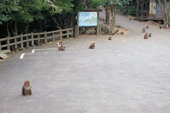 お猿公園の画像
