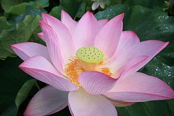 蓮池公園の画像